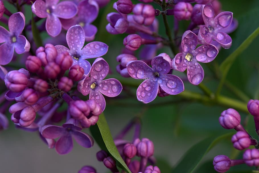 macro shot of pink flowers with teardrops, lilac, mov, spring HD wallpaper