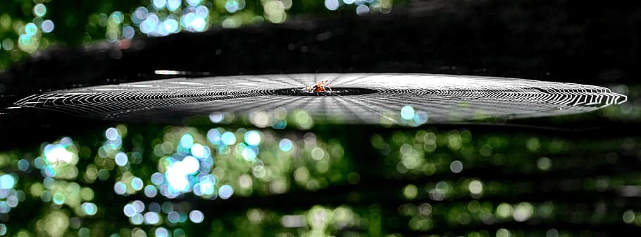 focus photo of spider with web, nature, autumn, light, animal HD wallpaper