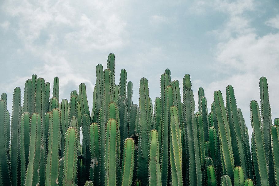 selective focus of green cacti, green cactus plants under gray and white sky HD wallpaper