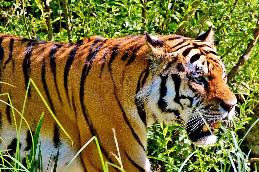 Tiger, Big Cat, Predator, tiergarten, zoo, tierpark hellabrunn HD wallpaper