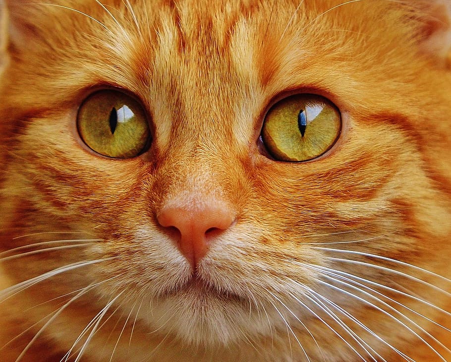 macro shot of orange tabby cat, red, cute, mackerel, tiger HD wallpaper