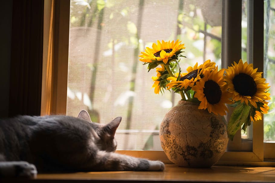 Gray Cat Near Gray Vase With Sunflower, colors, daylight, flowers