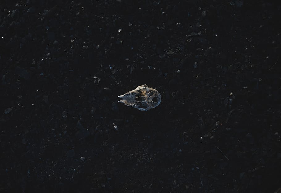 dark, night, black, one animal, no people, animals in the wild HD wallpaper