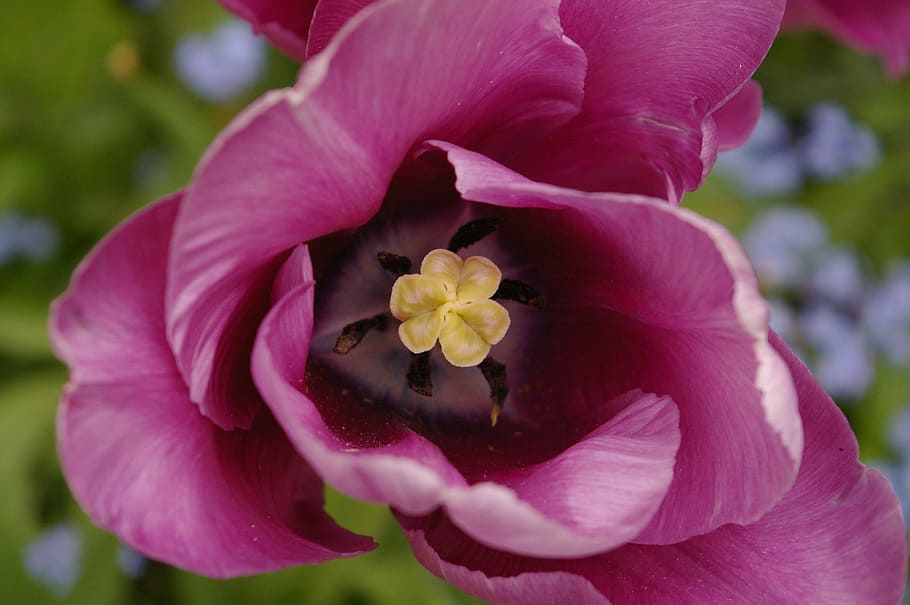 tulip, stamp, spring, close, flower, blossom, bloom, purple HD wallpaper