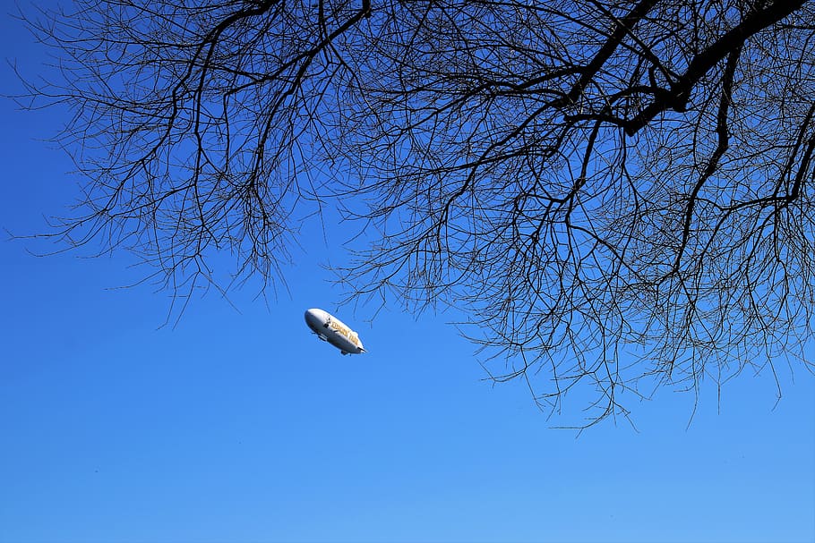 zeppelin, tree, view, sky, nature, branch, at the court of HD wallpaper