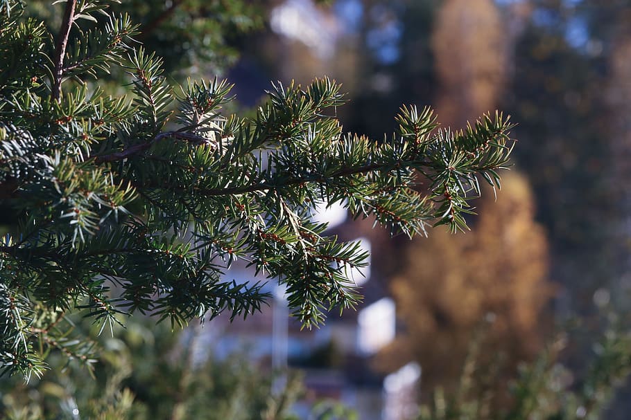 tree, landscape, nature, plant, coniferous tree, growth, pinaceae HD wallpaper