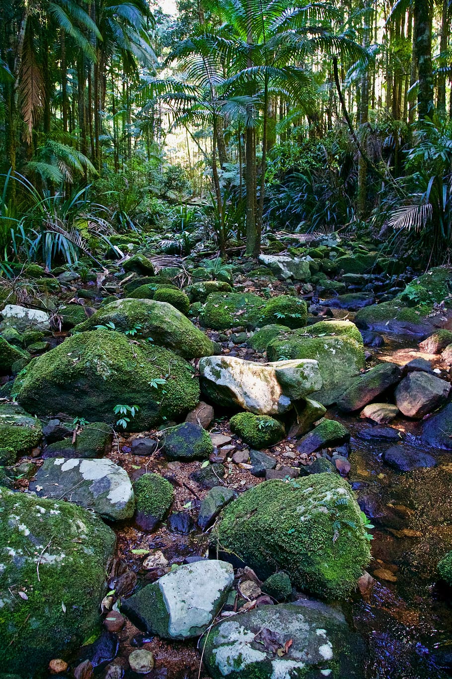 nature, moss, jungle, environment, rays, light, forest, plant HD wallpaper