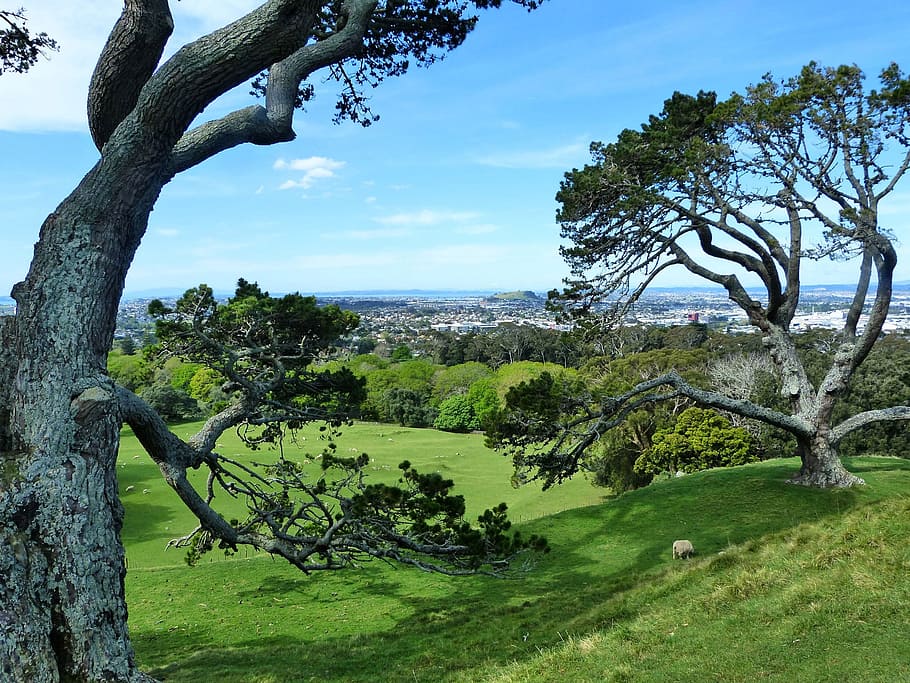 trees, green, spring, environment, natural, landscape, ecology HD wallpaper