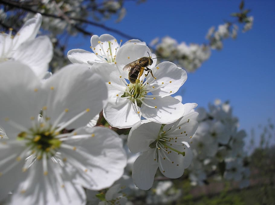 cherry, bee, spring, flower, tree, nature, plant, flowering plant HD wallpaper