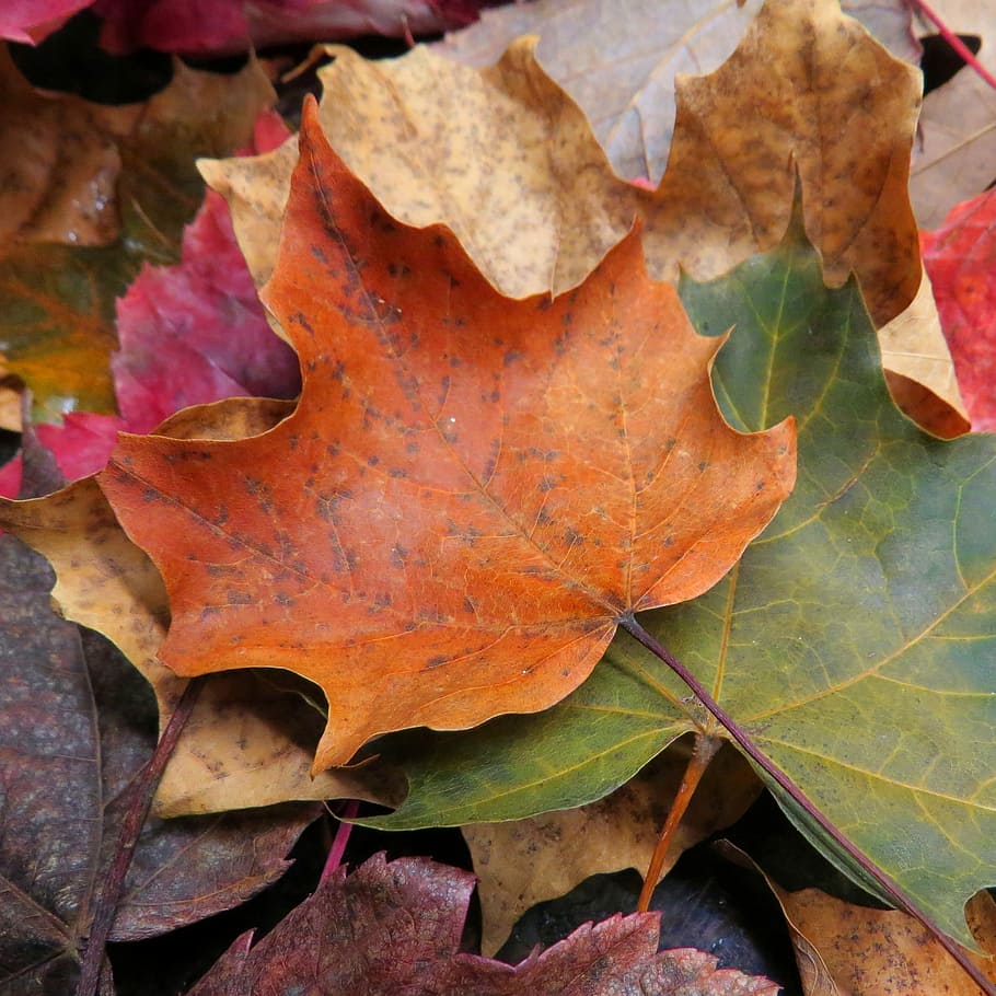 Maple, Leaf, Leaves, Brown, autumn, green, nature, seasonal HD wallpaper