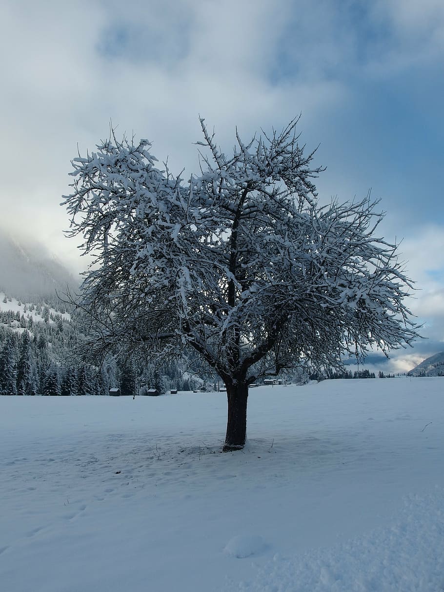winter, tree, snow, cold temperature, plant, sky, beauty in nature HD wallpaper