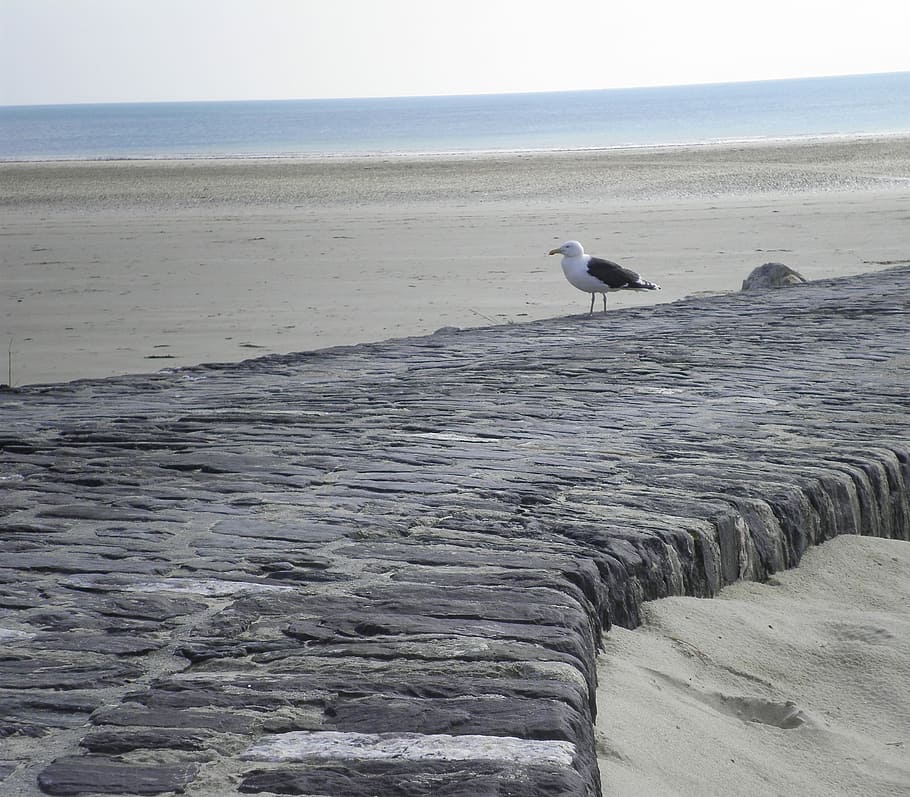 Normandy, Beach, Seagull, one animal, bird, animals in the wild HD wallpaper