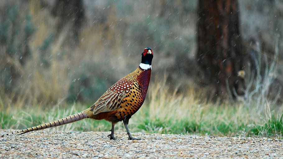yellow, red, and black bird on ground, bird standing on ground HD wallpaper