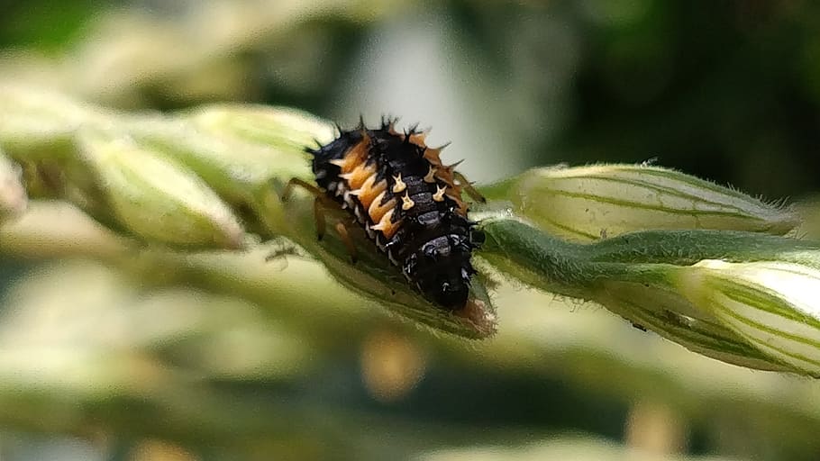 ladybug, larva, grass, nature, corn, cornstalk, small, closeup HD wallpaper