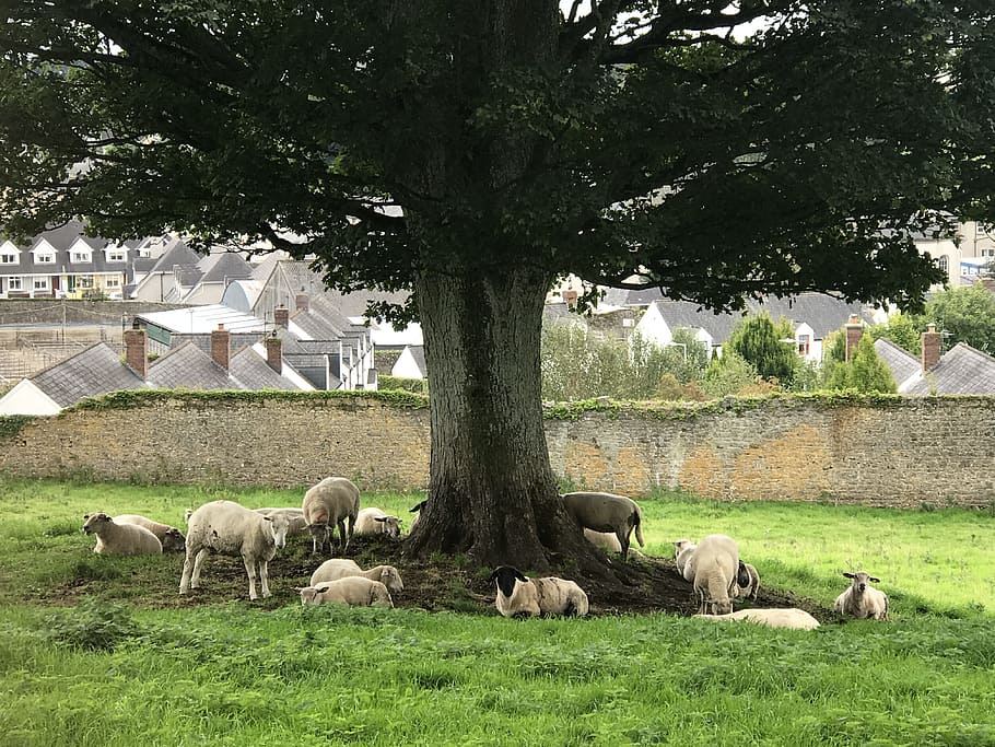 ireland, landscape, sheep, tree, cool viewpoint, nature, beautiful HD wallpaper