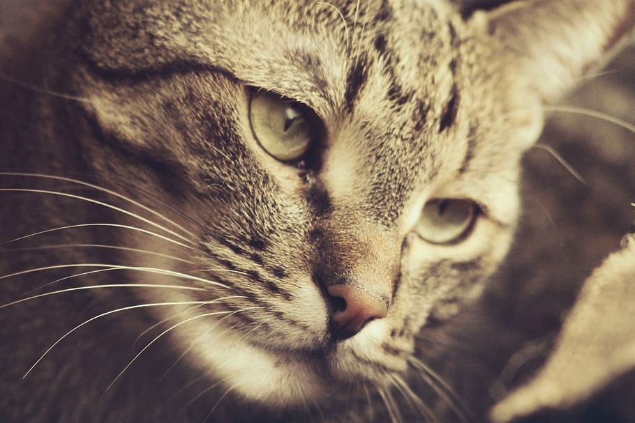 close-up photography of tabby cat, background, watch, mustache HD wallpaper