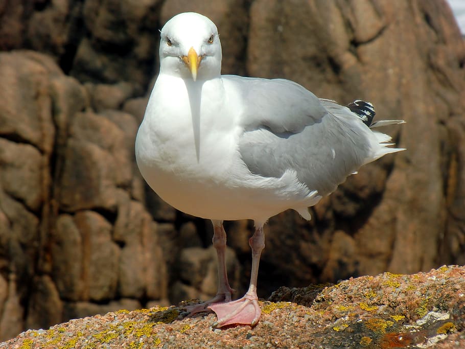 Seagull, Herring Gull, Larus Argentatus, large gull, species, HD wallpaper