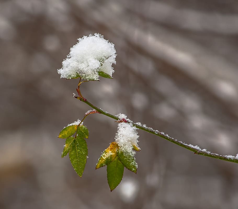sheet, outdoors, nature, branch, tree, plant, beauty in nature HD wallpaper