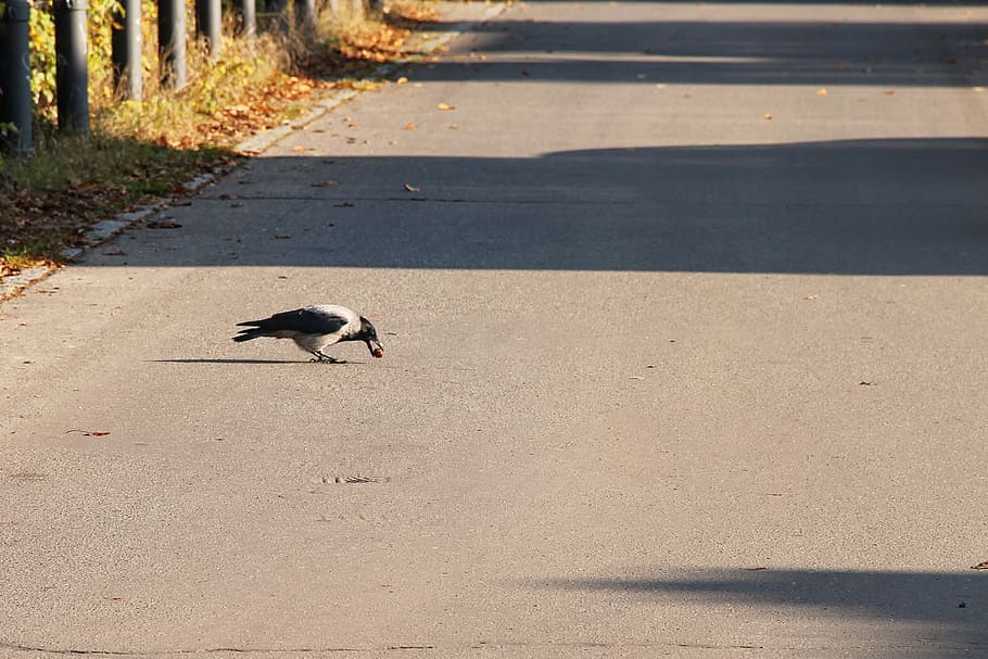 road, crow, nut, bird, carrion crow, hooded crow, raven bird HD wallpaper