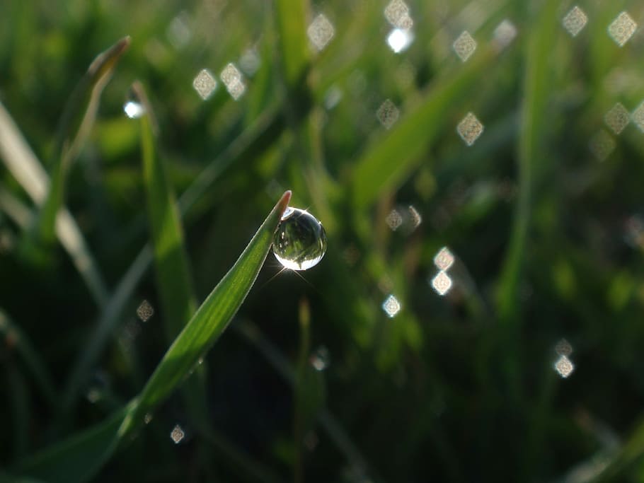 Drop, Grass, Fresh, green, nature, plant, water, green color HD wallpaper