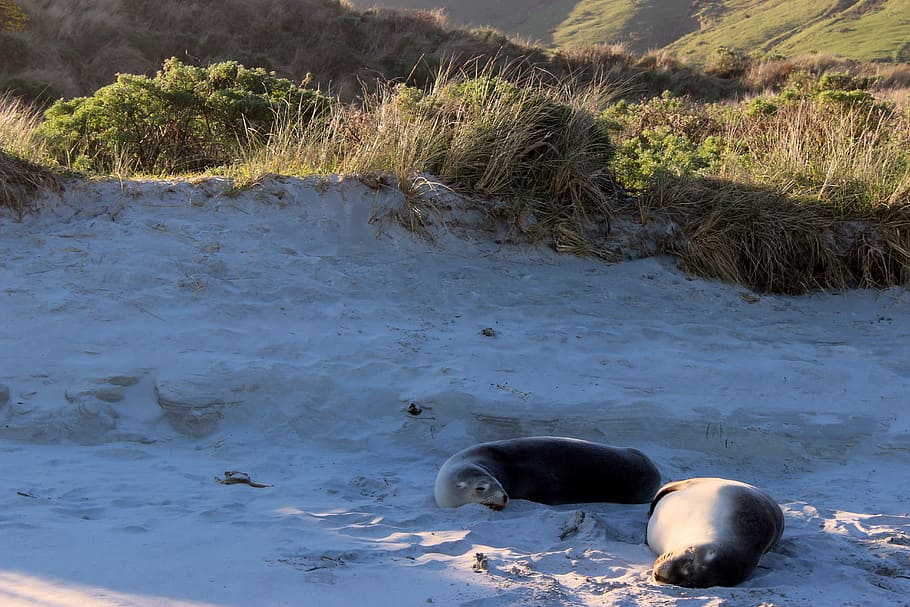 crawl, beach, animals, sand, dunes, animal themes, mammal, one animal HD wallpaper