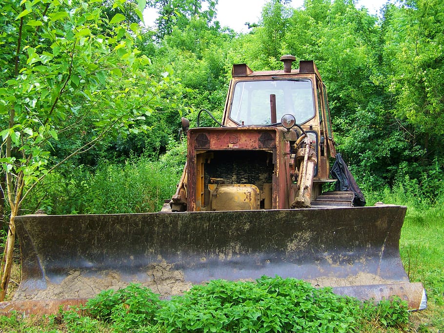 old crawler, veteran, oldtimer, plant, tree, green color, growth HD wallpaper
