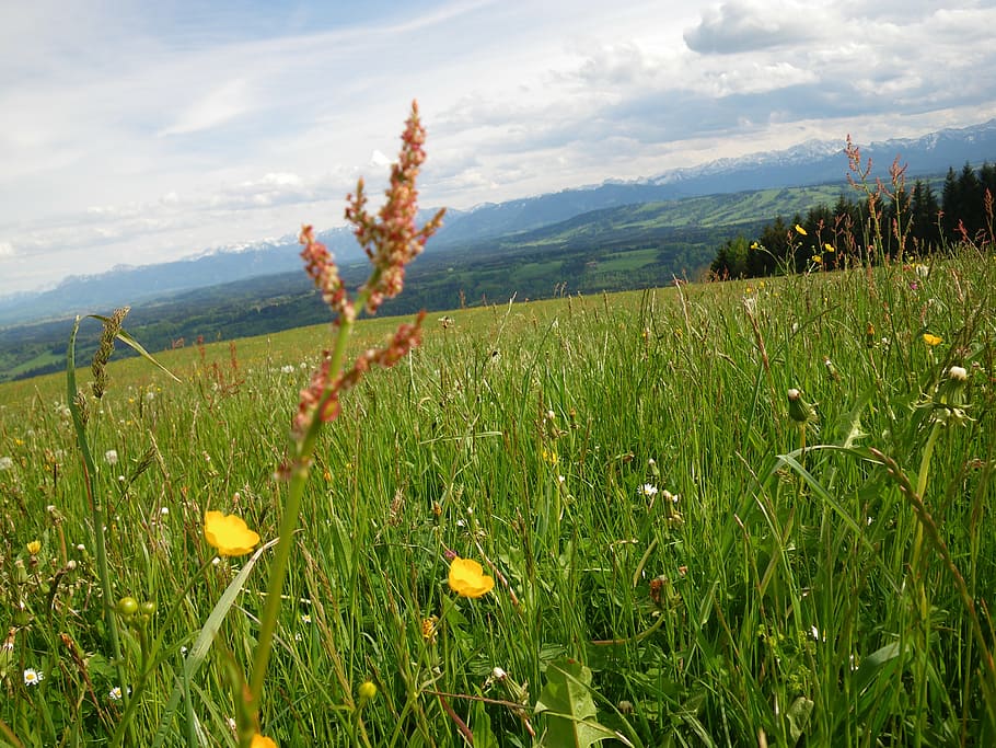 mountains, spring, sorrel, flowers, plant, growth, beauty in nature HD wallpaper