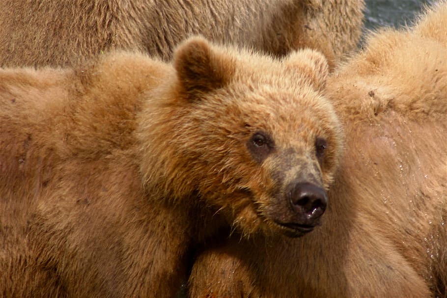 close-up photo of brown cub and bear, kodiak bear, predator HD wallpaper