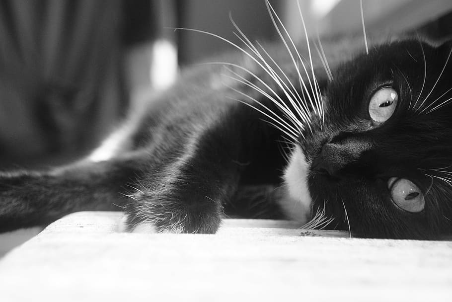 cat, black, white, animal, cat eyes, black white, nature, feline HD wallpaper