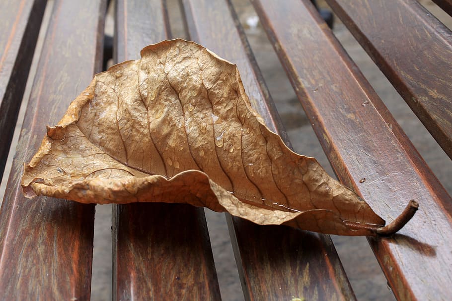 Dry, Leaf, Wet, Drops, Raindrop, dry leaf, no people, indoors HD wallpaper