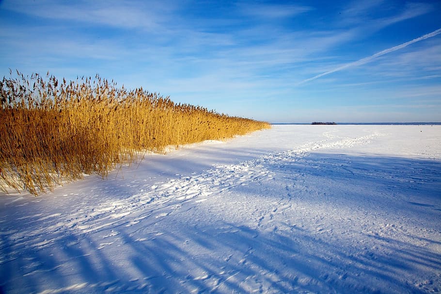 brown plants under clear blue sky, frozen, lake, water, cold HD wallpaper
