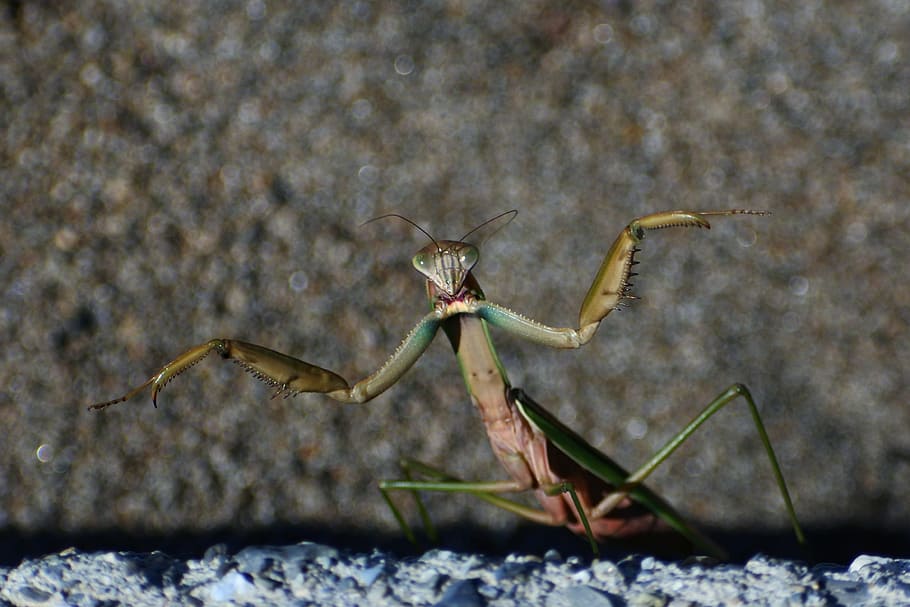 natural, landscape, insect, mantis, 蟷螂, fighting, animal themes HD wallpaper