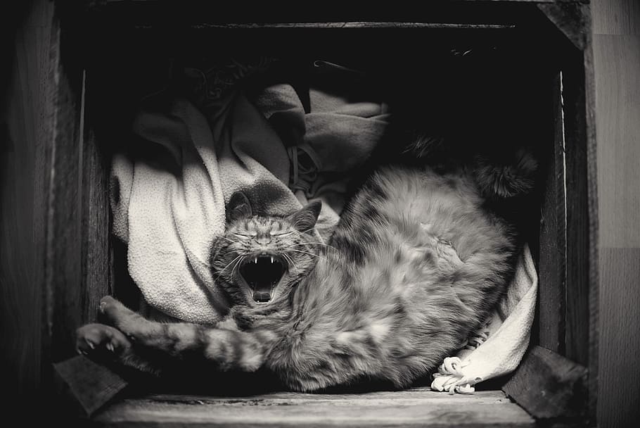 grayscale photography of cat inside the box, grayscale photo of cat inside crate