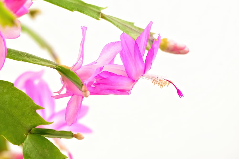Flower, Pink, Bloom, Blooming, christmas cactus, pink flowers HD wallpaper