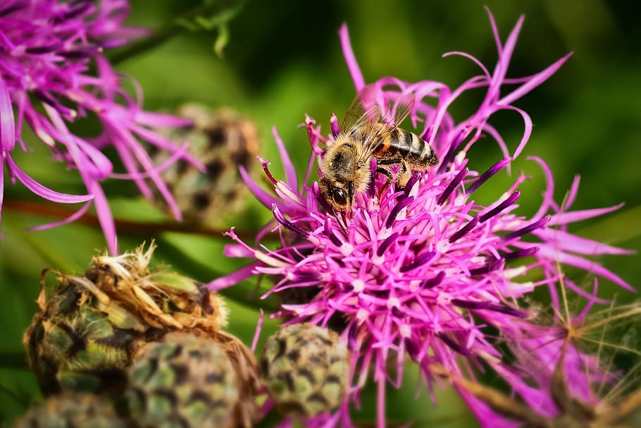flower, bee, insect, blossom, bloom, macro, nature, plant, honey bee HD wallpaper