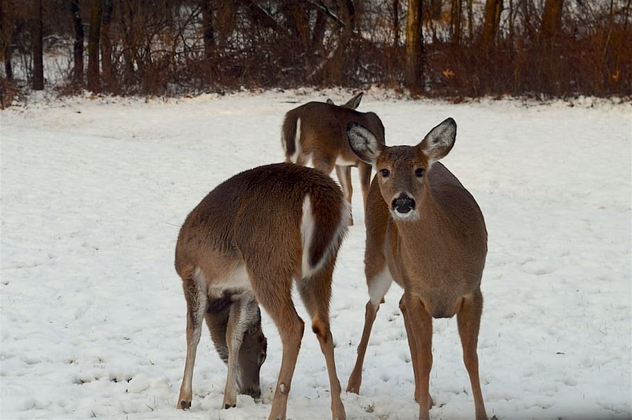 Deer, Snow, Herd, Winter, Cold, Female, field, doe, wild, evening HD wallpaper