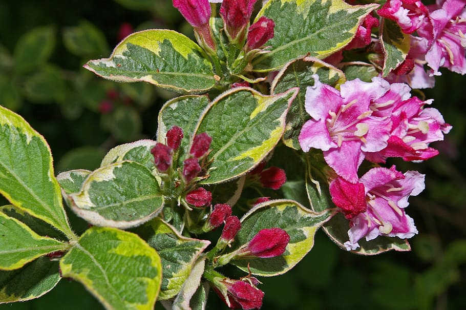 weigela, bush, flowering shrub, bi color, garden, flower bed, HD wallpaper