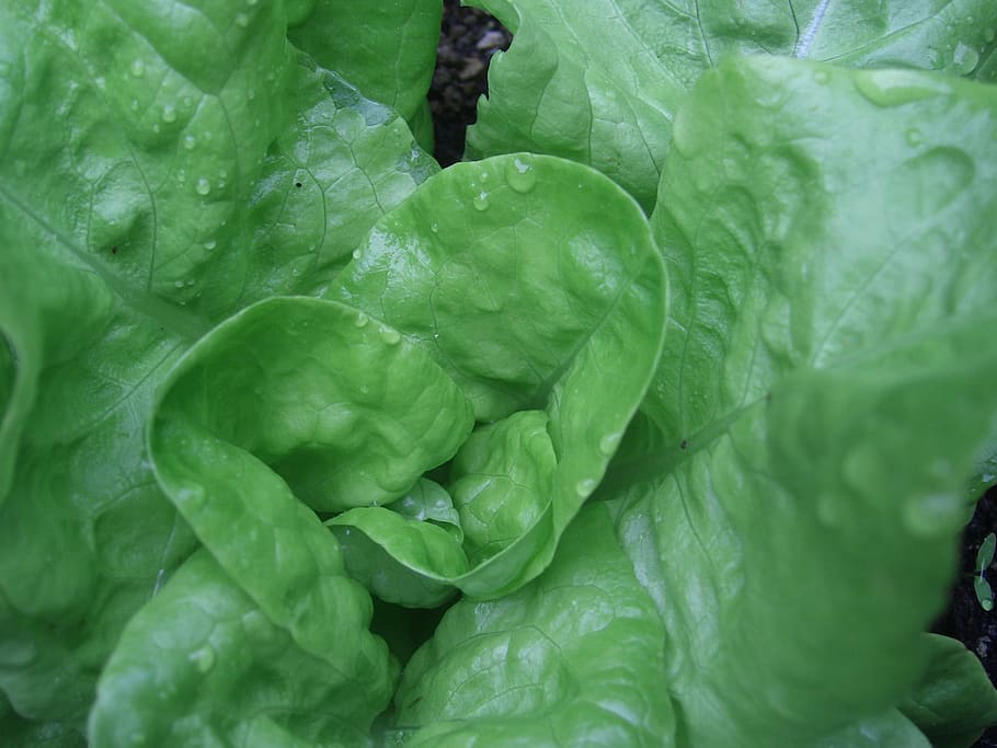 Background, Texture, Abstract, Salad, green, eat, vegetables HD wallpaper