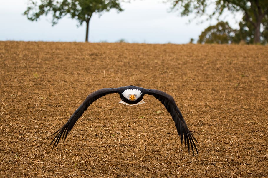 Bald Eagle, Fly, In, In Flight, approach, haliaeetus leucocephalus HD wallpaper