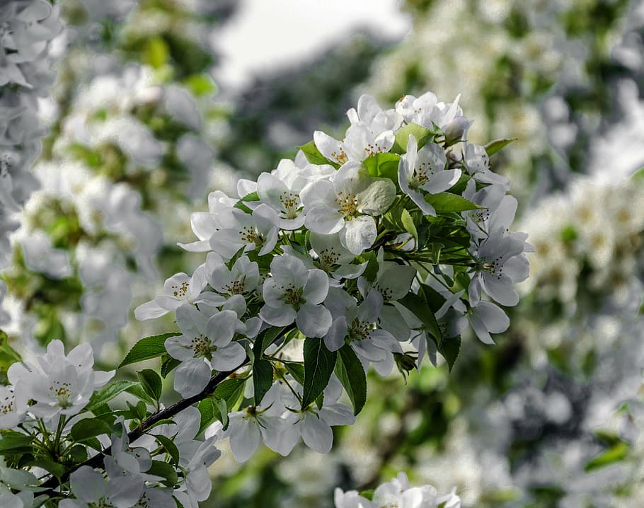spring, nature, flower, flowering plant, freshness, vulnerability HD wallpaper