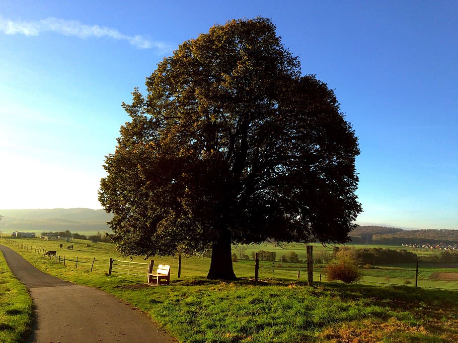 tree, bank, autumn, plant, sky, field, nature, land, no people HD wallpaper