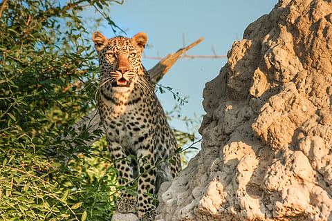 leopard near brown rock during daytime, africa, botswana, wildcat HD wallpaper