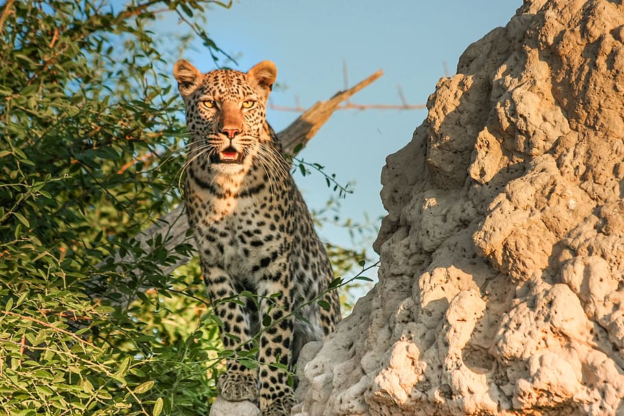leopard near brown rock during daytime, africa, botswana, wildcat HD wallpaper