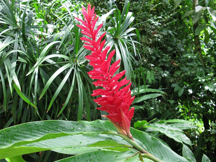 ginger, red, torch, flower, tropical, plant, bloom, floral HD wallpaper