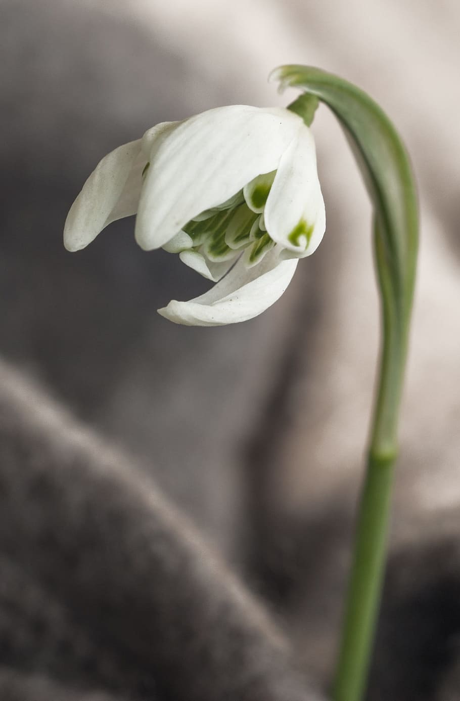 Snowflake, Spring, Blossom, Bloom, filled sorte, flower, fragility HD wallpaper