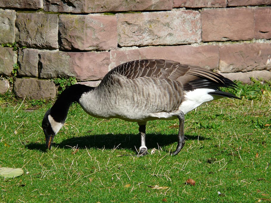 Canada goose clearance branta canadensis precio