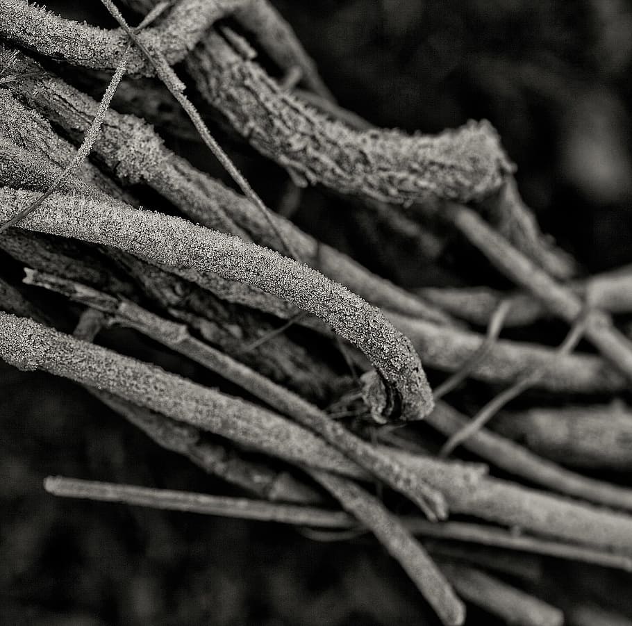 Branches, Tree, Cold, Winter, Frost, Icy, hoarfrost, atmosphere HD wallpaper