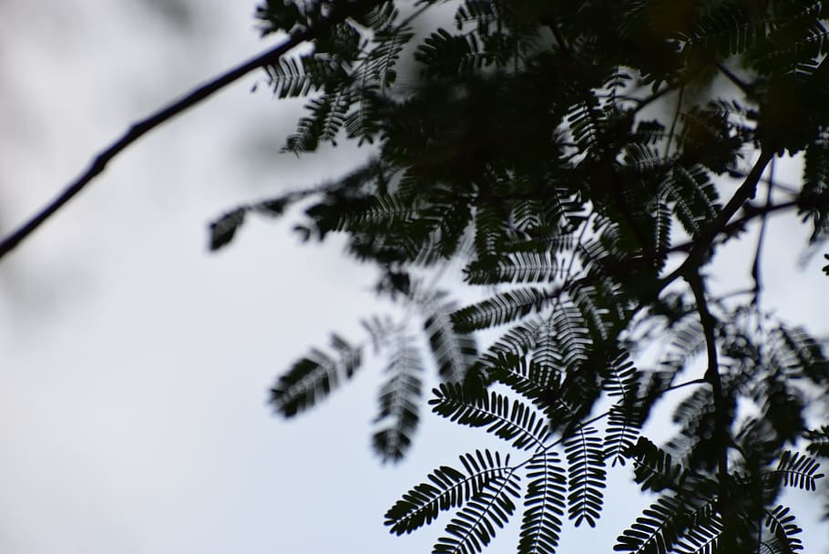 tree leaves, shadow, dark and green, plant, branch, no people HD wallpaper