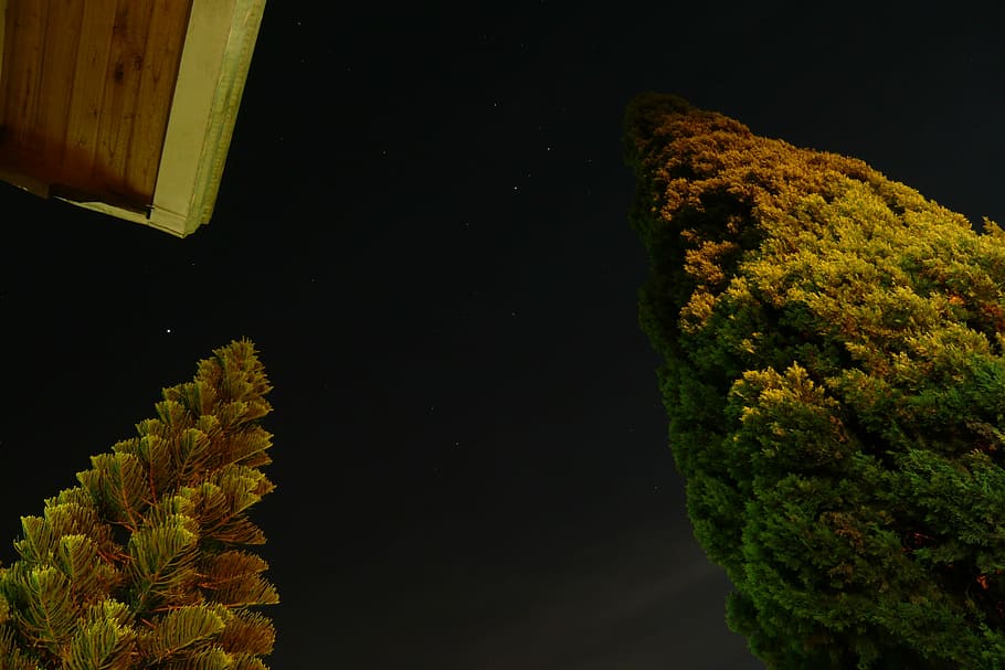 Sky, Night, Lights, Tree, Backyard, star, dairy, firmament HD wallpaper