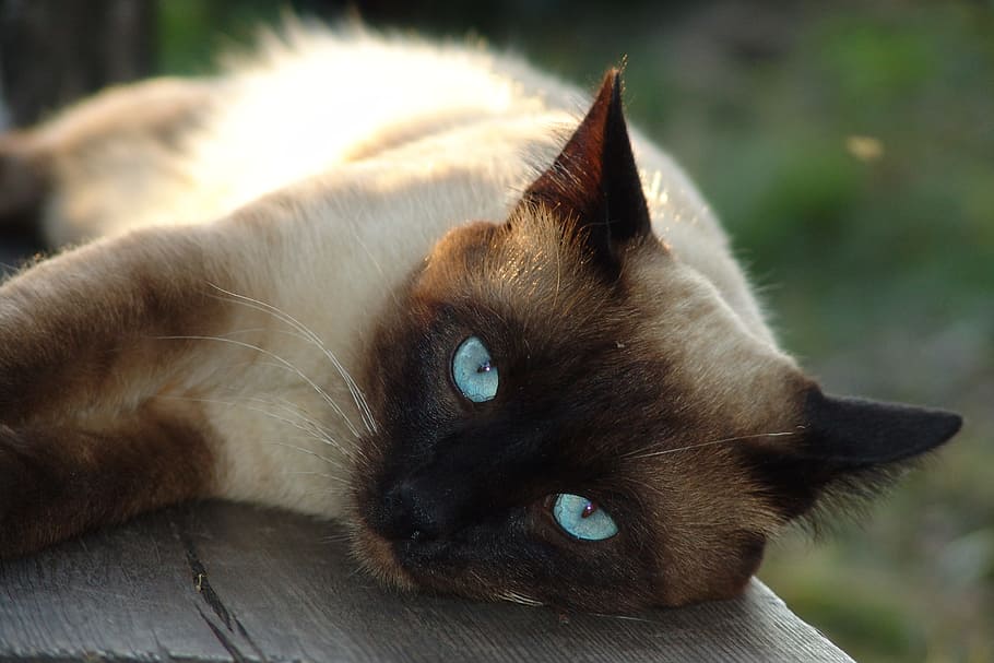 Siamese cat, pet, cat's eye, cat eyes, pets, cat looking, blue eyes HD wallpaper